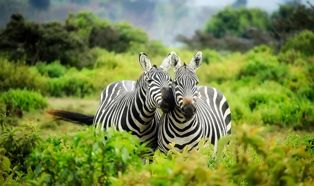 travel kenya