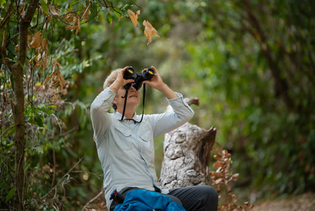 bird watching