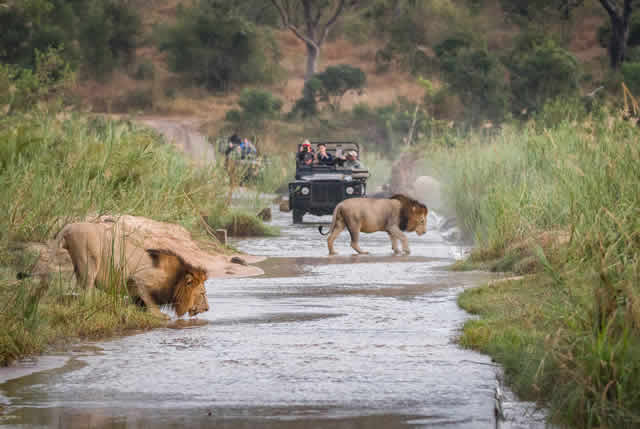 african safari