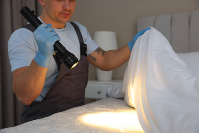 bedbug inspection